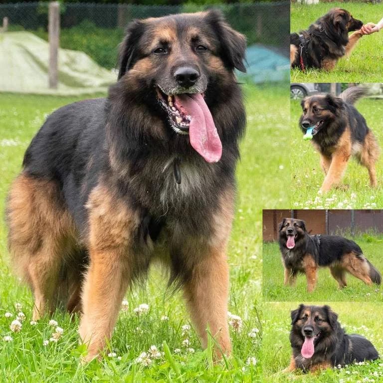 Kia, male 6yo Bernese Mountain Dog for adoption at Tierheim Plauen, Plauen