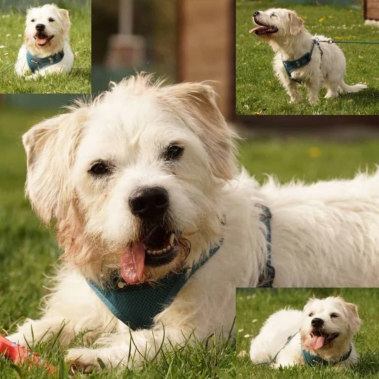 Oreo, male young Mixed Breed for adoption at Tierheim Plauen, Plauen