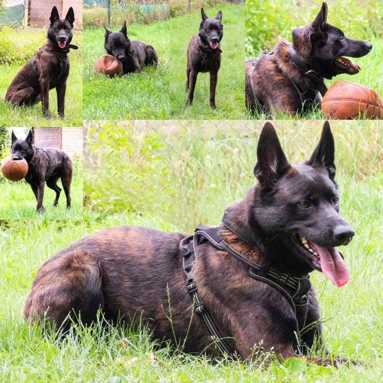 Odin, male young Mixed Breed for adoption at Tierheim Plauen, Plauen