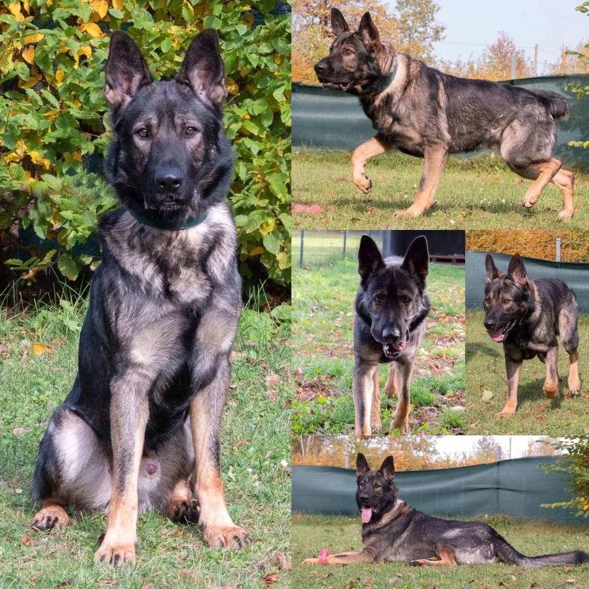 Dog plauen-18584, male 3yo mixed breed for adoption at Tierheim Plauen, Plauen