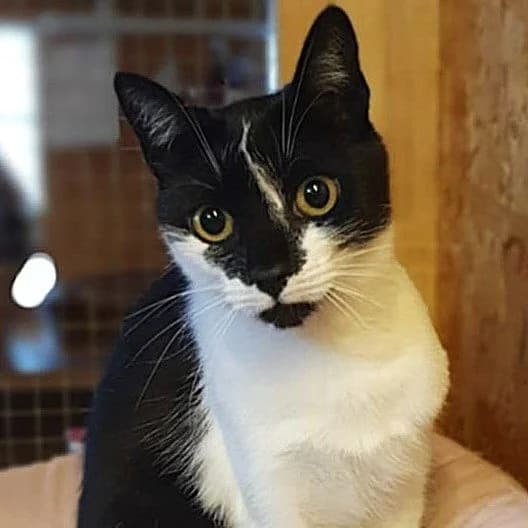 Dori, female 3yo Mixed Breed for adoption at Tierheim Plauen, Plauen