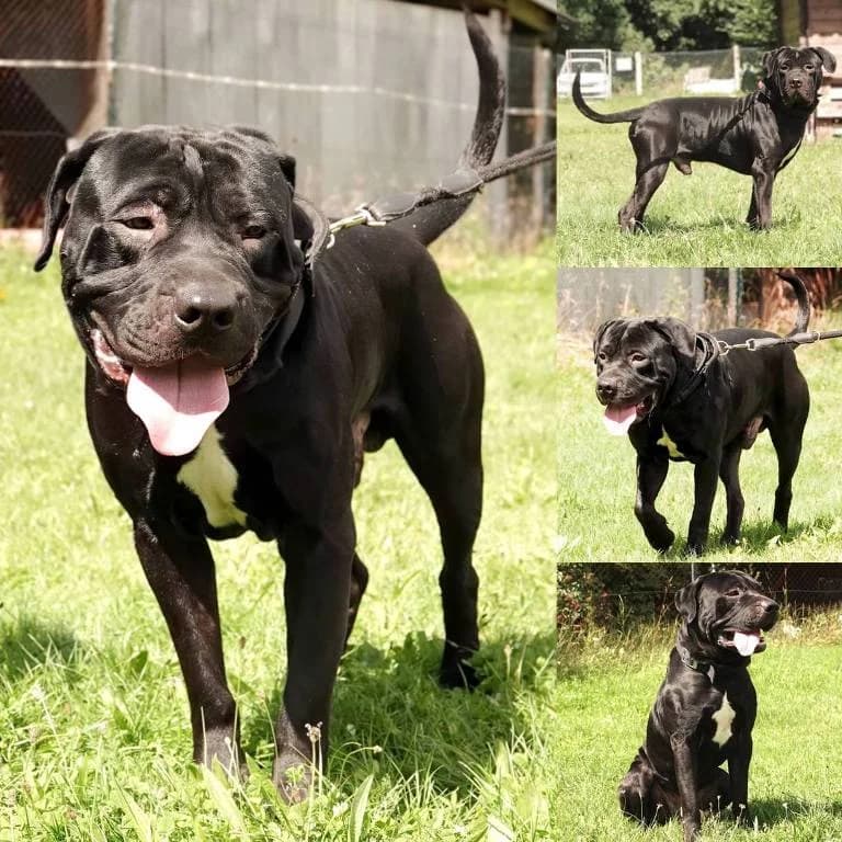 Milow, male young Mixed Breed for adoption at Tierheim Plauen, Plauen