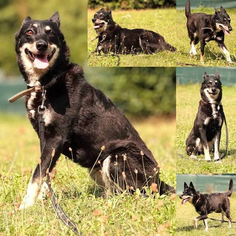 Alicia, female 6yo mixed breed for adoption at Tierheim Plauen, Plauen