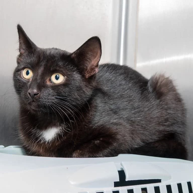 Nero, male young Mixed Breed for adoption at Tierheim Plauen, Plauen