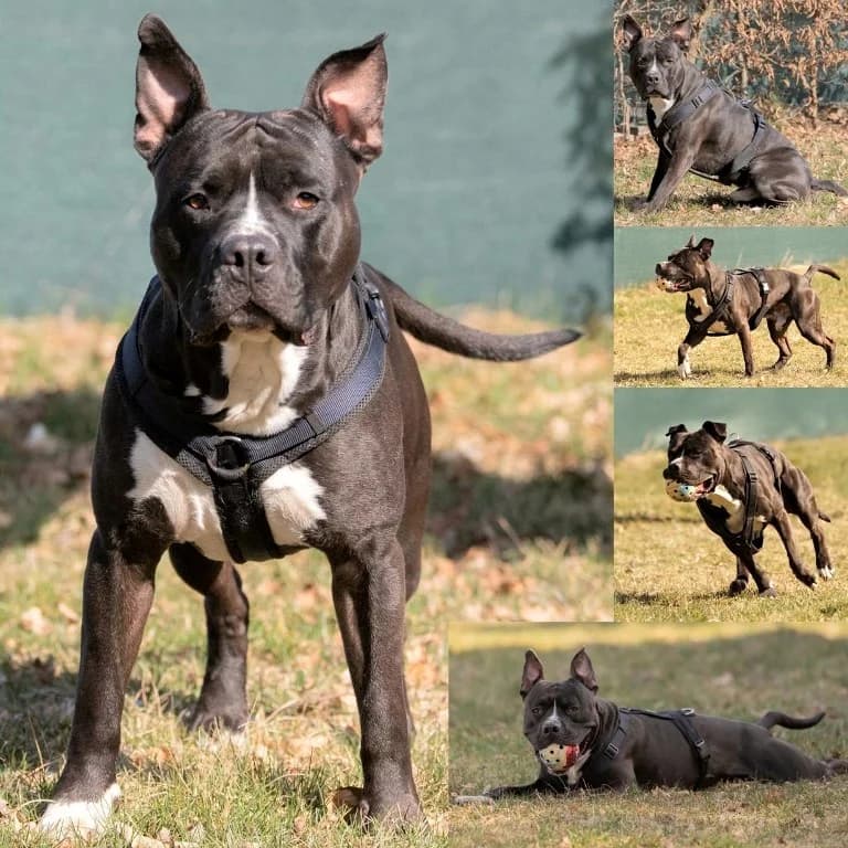 Fritz, male 7yo Mixed Breed for adoption at Tierheim Plauen, Plauen