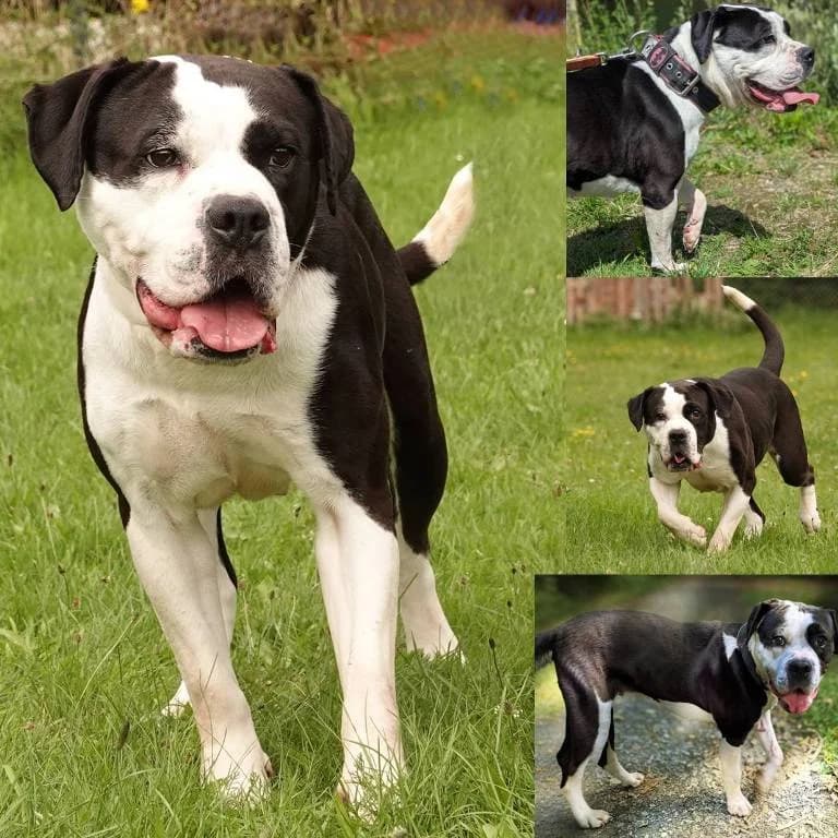Sam, female senior mixed breed for adoption at Tierheim Plauen, Plauen