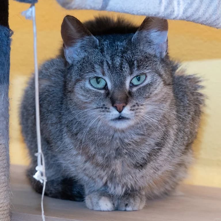 Luise, female 4yo Mixed Breed for adoption at Tierheim Plauen, Plauen