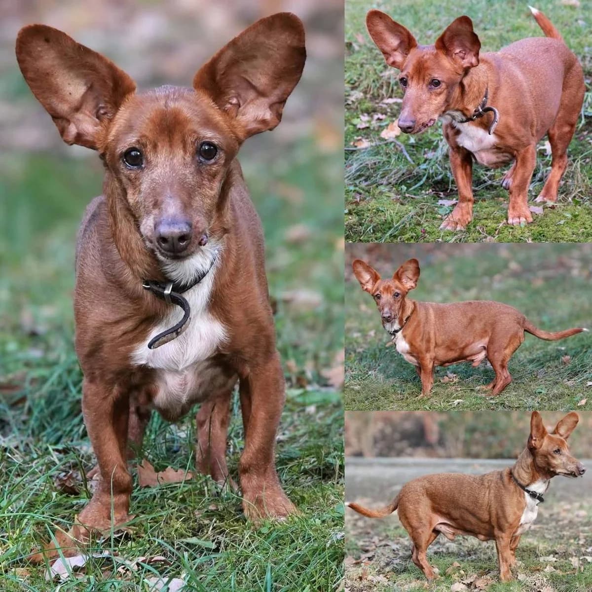 Rocky, senior mixed breed for adoption at Tierheim Plauen, Plauen
