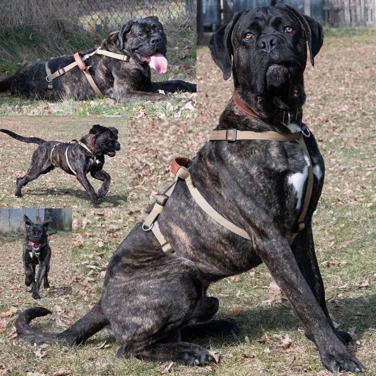 Bundy, male young Mixed Breed for adoption at Tierheim Plauen, Plauen