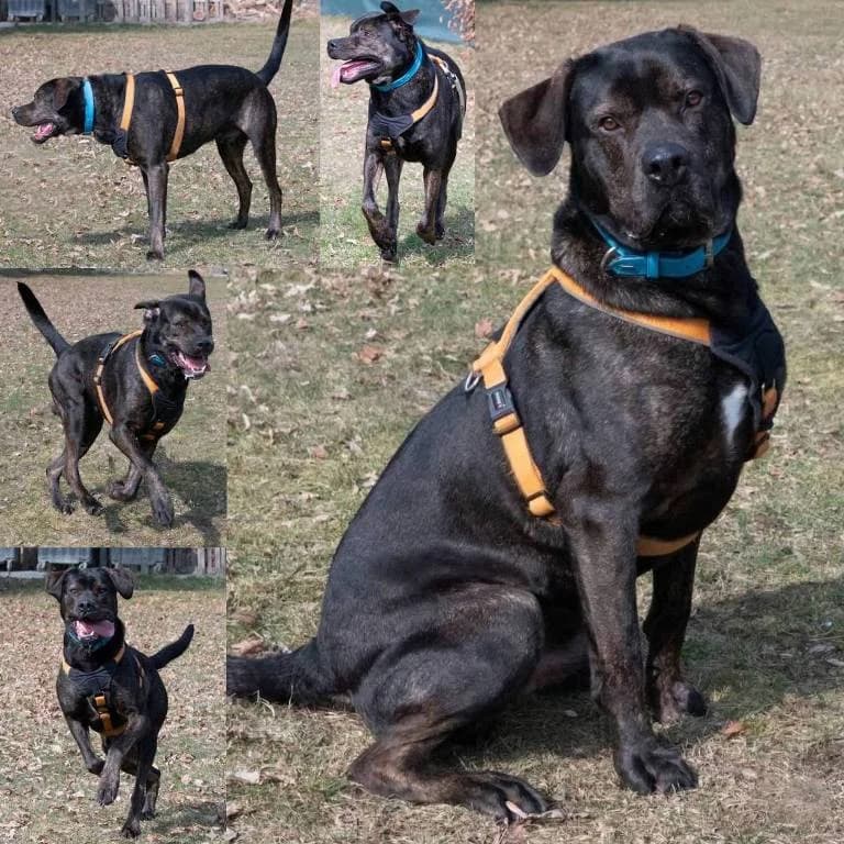 Canelo, 3yo Mixed Breed for adoption at Tierheim Plauen, Plauen