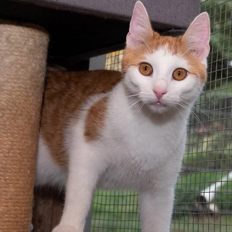 Tofu, male puppy Mixed Breed for adoption at Tierheim Plauen, Plauen