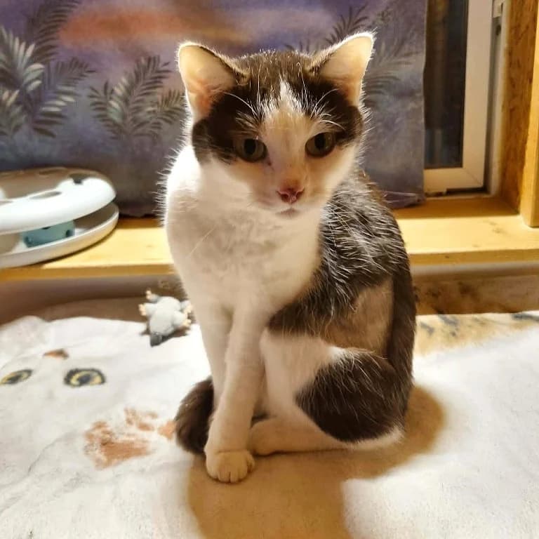 Milva, female 3yo Mixed Breed for adoption at Tierheim Plauen, Plauen