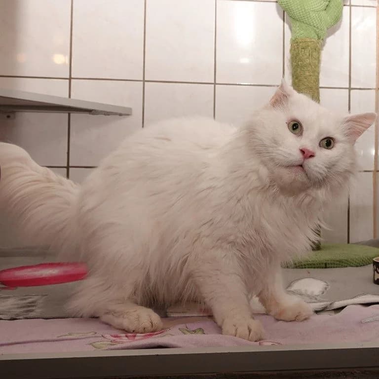 Simba, weiß male 7yo Mixed Breed for adoption at Tierheim Plauen, Plauen