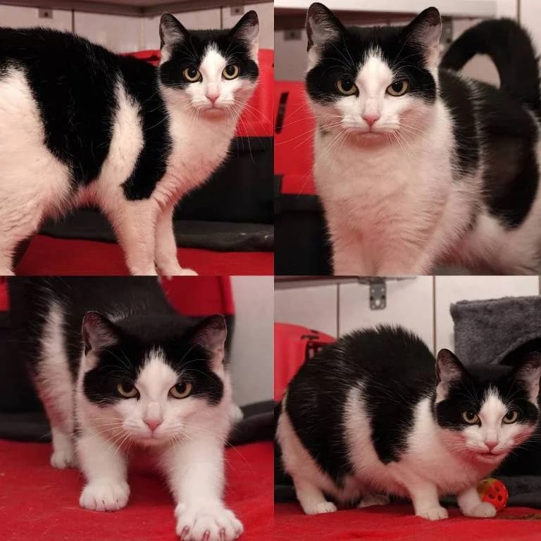 Lilly, female Mixed Breed for adoption at Tierheim Plauen, Plauen