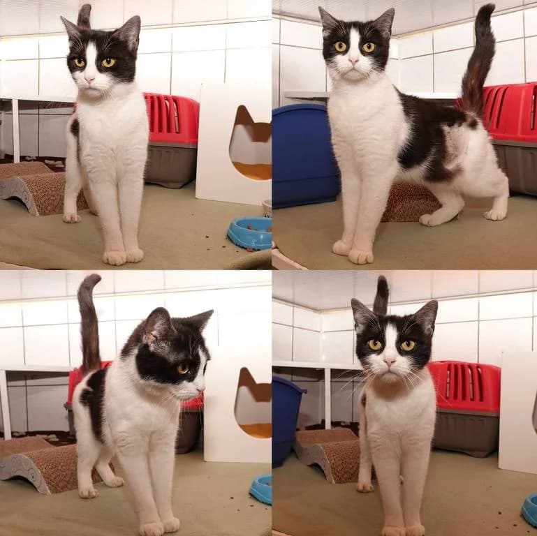Cherry, female 4yo Mixed Breed for adoption at Tierheim Plauen, Plauen