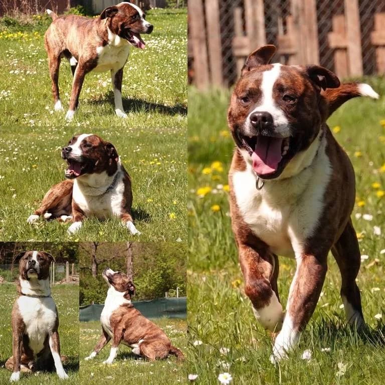 Odin, male 6yo Mixed Breed for adoption at Tierheim Plauen, Plauen