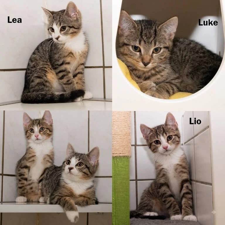 Lea, Luke und Lio, female puppy Mixed Breed for adoption at Tierheim Plauen, Plauen