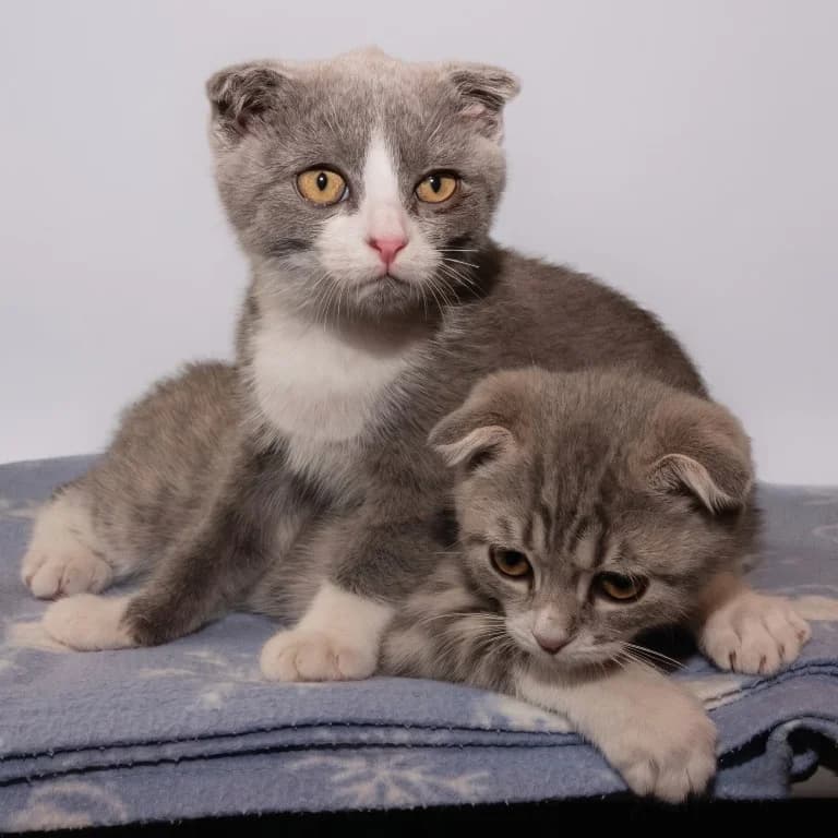 Lutz und Ludwig, male puppy Mixed Breed for adoption at Tierheim Plauen, Plauen
