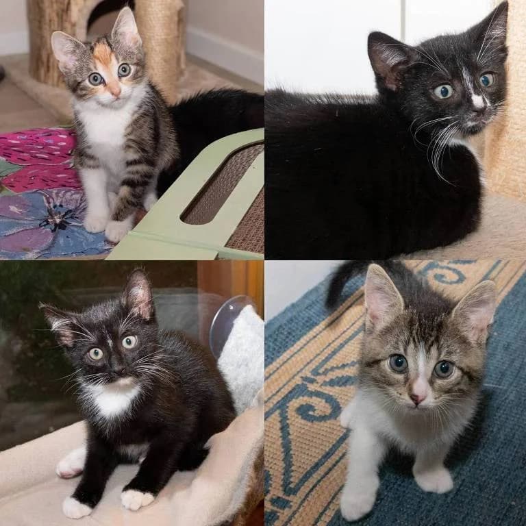 Bunte, TrΓ€umerle, Milo und Susi Sausewind, female puppy Mixed Breed for adoption at Tierheim Plauen, Plauen