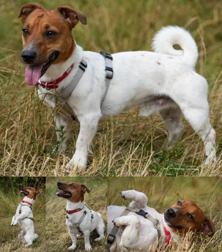 Hugo, young mixed breed for adoption at Tierheim Plauen, Plauen