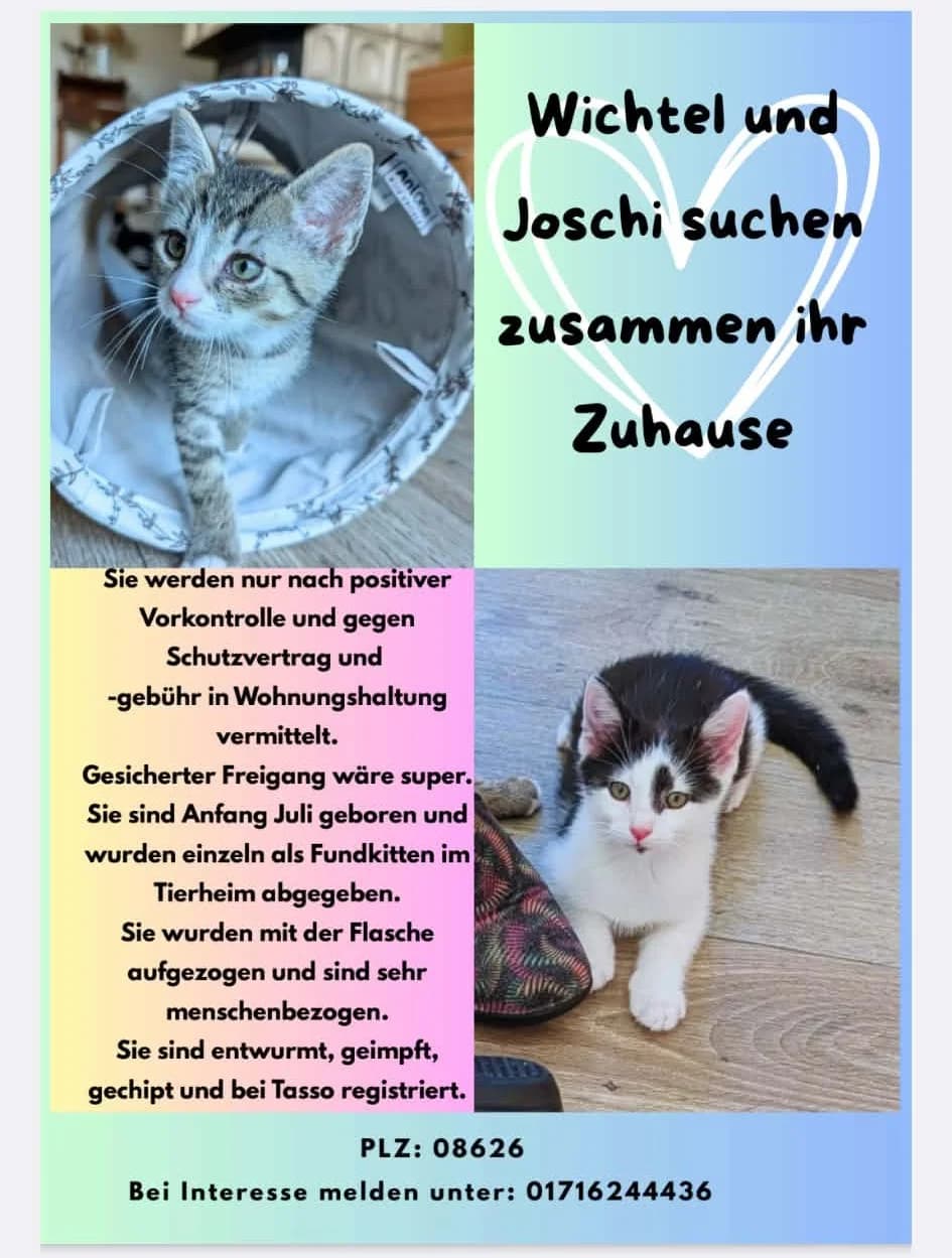 Wichtel und Joschi, male Mixed Breed for adoption at Tierheim Plauen, Plauen
