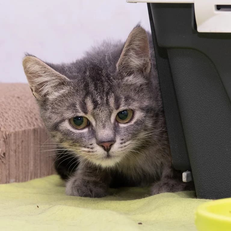 4 Kitten aus Tiergarten, grau male puppy Mixed Breed for adoption at Tierheim Plauen, Plauen