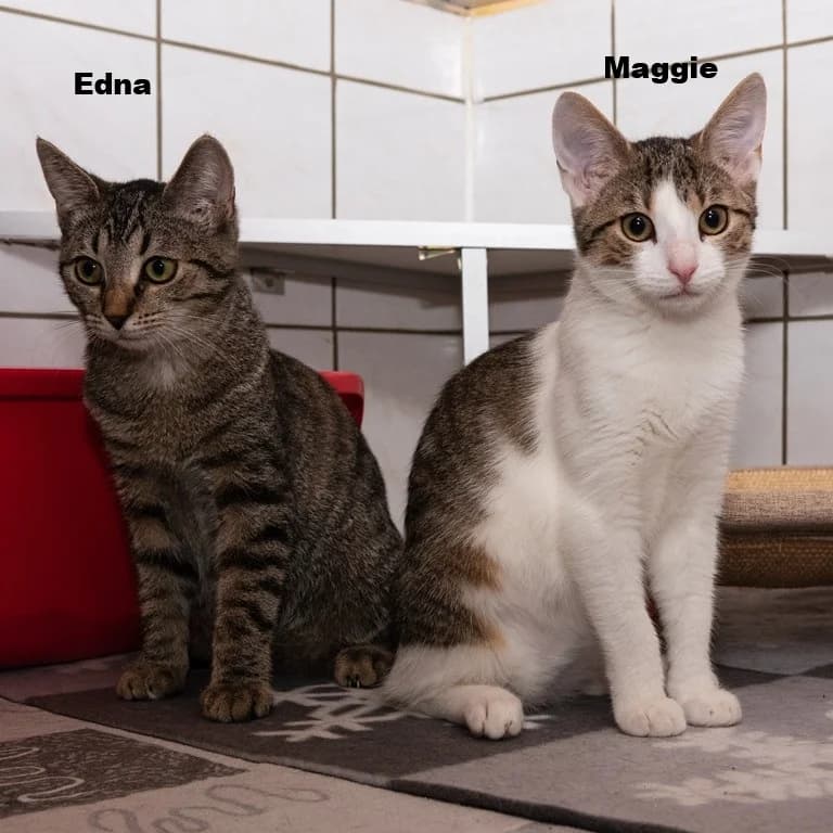 Edna, Maggie und Sidney, female puppy Mixed Breed for adoption at Tierheim Plauen, Plauen