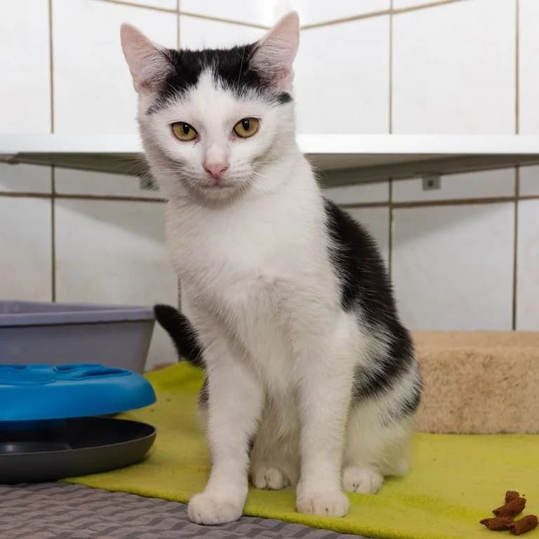 Leyla, female puppy Mixed Breed for adoption at Tierheim Plauen, Plauen