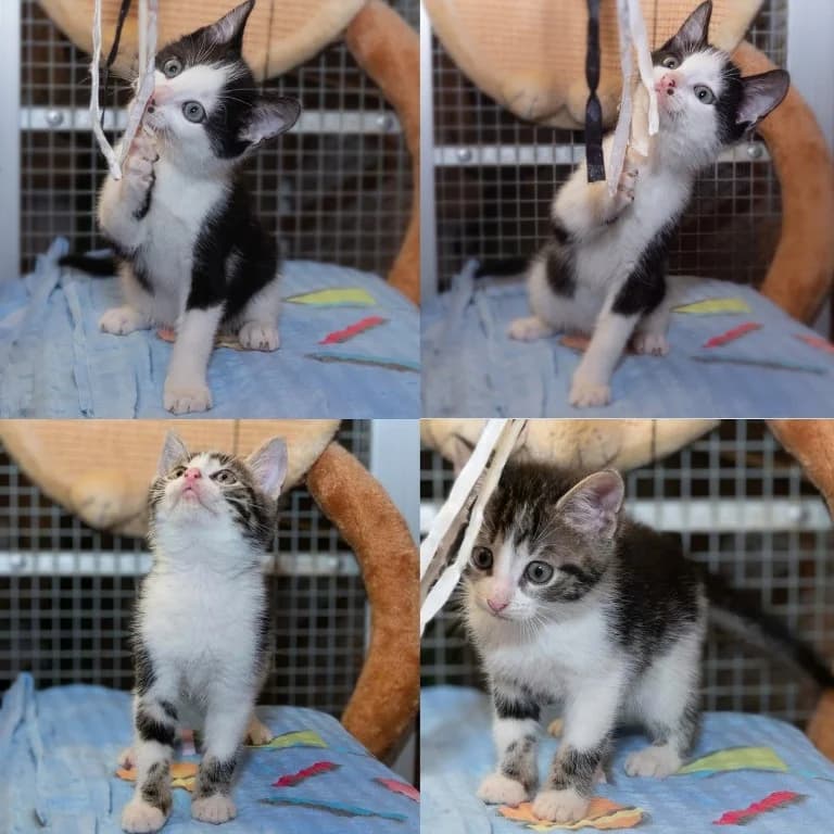 4-er Gruppe Kitten- 4 Kater, male puppy Mixed Breed for adoption at Tierheim Plauen, Plauen