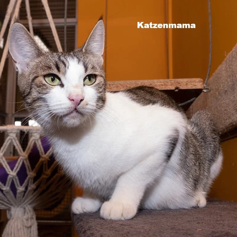 Jana, female 4yo Mixed Breed for adoption at Tierheim Plauen, Plauen