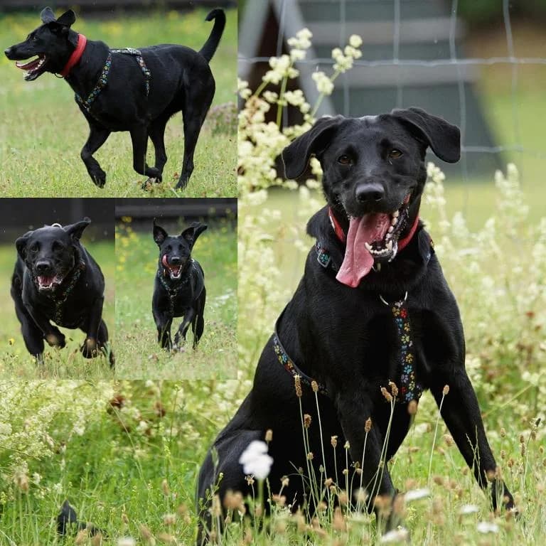 Bluna, male senior Mixed Breed for adoption at Tierheim Plauen, Plauen