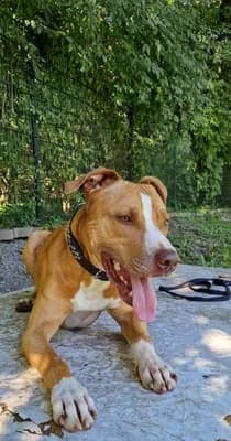 Cody, male Mixed Breed for adoption at Tierheim Quedlinburg