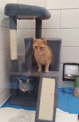 Hanni und Louis, senior Mixed Breed for adoption at Tierheim Quedlinburg