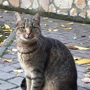 Paula, female senior Mixed Breed for adoption at Tierheim Quedlinburg