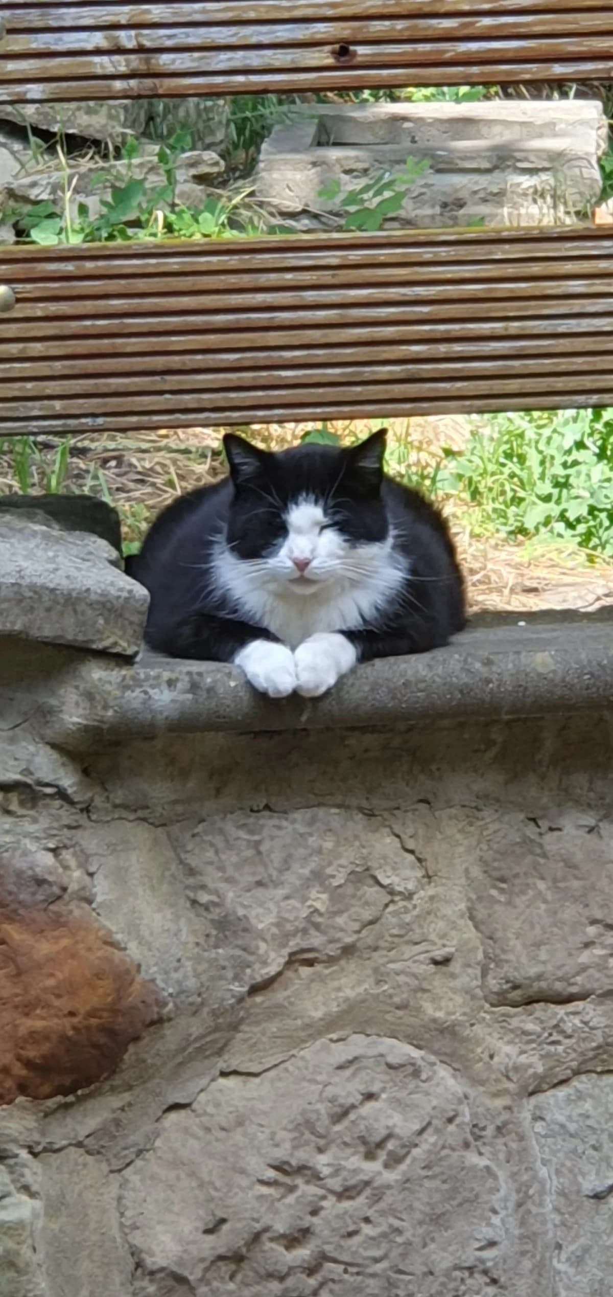 Sunny, 6yo Mixed Breed for adoption at Tierheim Quedlinburg