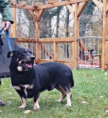 Bonte, male Mixed Breed for adoption at Tierheim Quedlinburg