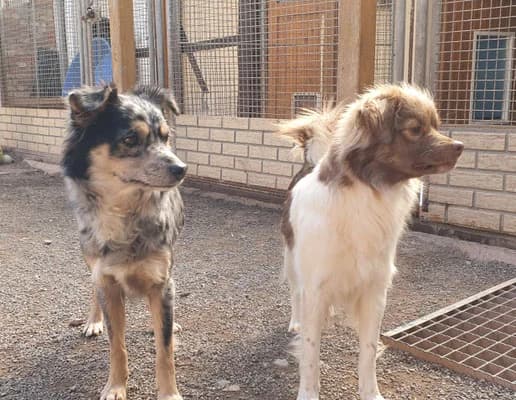 Betty und Merle, merle male Mixed Breed for adoption at Tierheim Quedlinburg