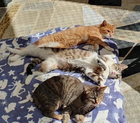 Joey, Samson und Wilma, 6yo Mixed Breed for adoption at Tierheim Quedlinburg