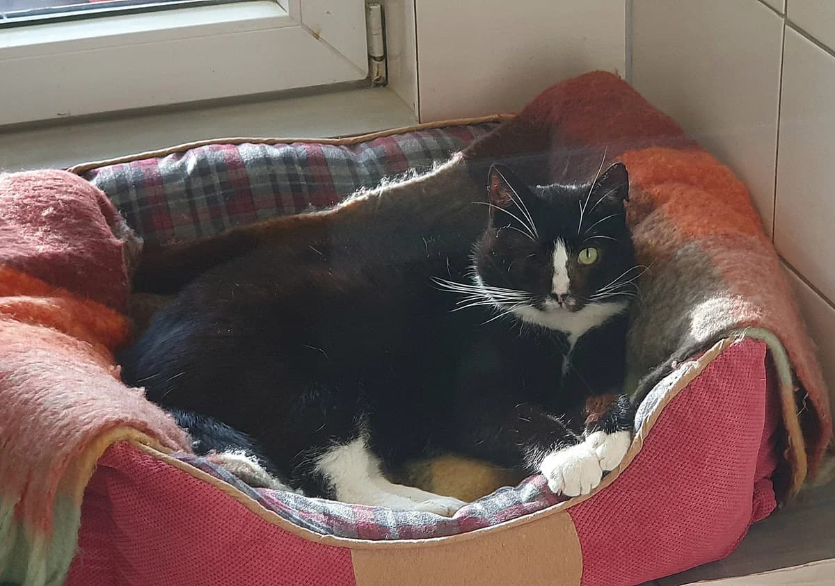 Capt. Hook, male Mixed Breed for adoption at Tierheim Quedlinburg