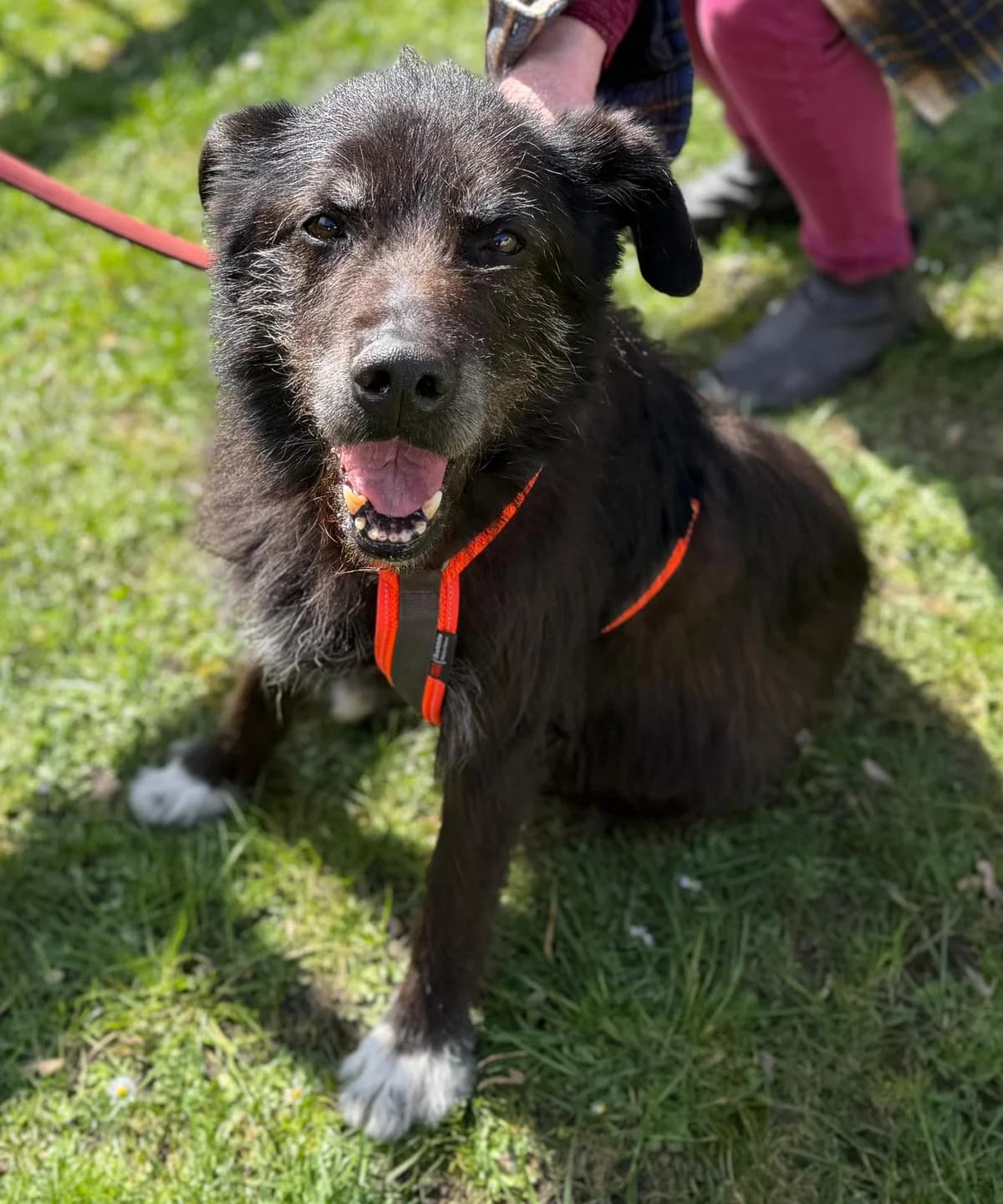 Drago, male Mixed Breed for adoption at Tierheim Quedlinburg