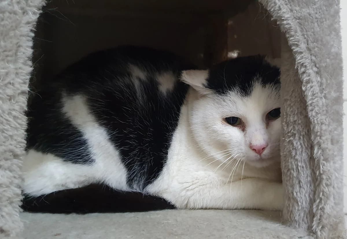 Flecki, male 3yo Mixed Breed for adoption at Tierheim Quedlinburg
