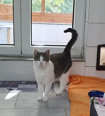 Emma und Enzo, 6yo Mixed Breed for adoption at Tierheim Quedlinburg