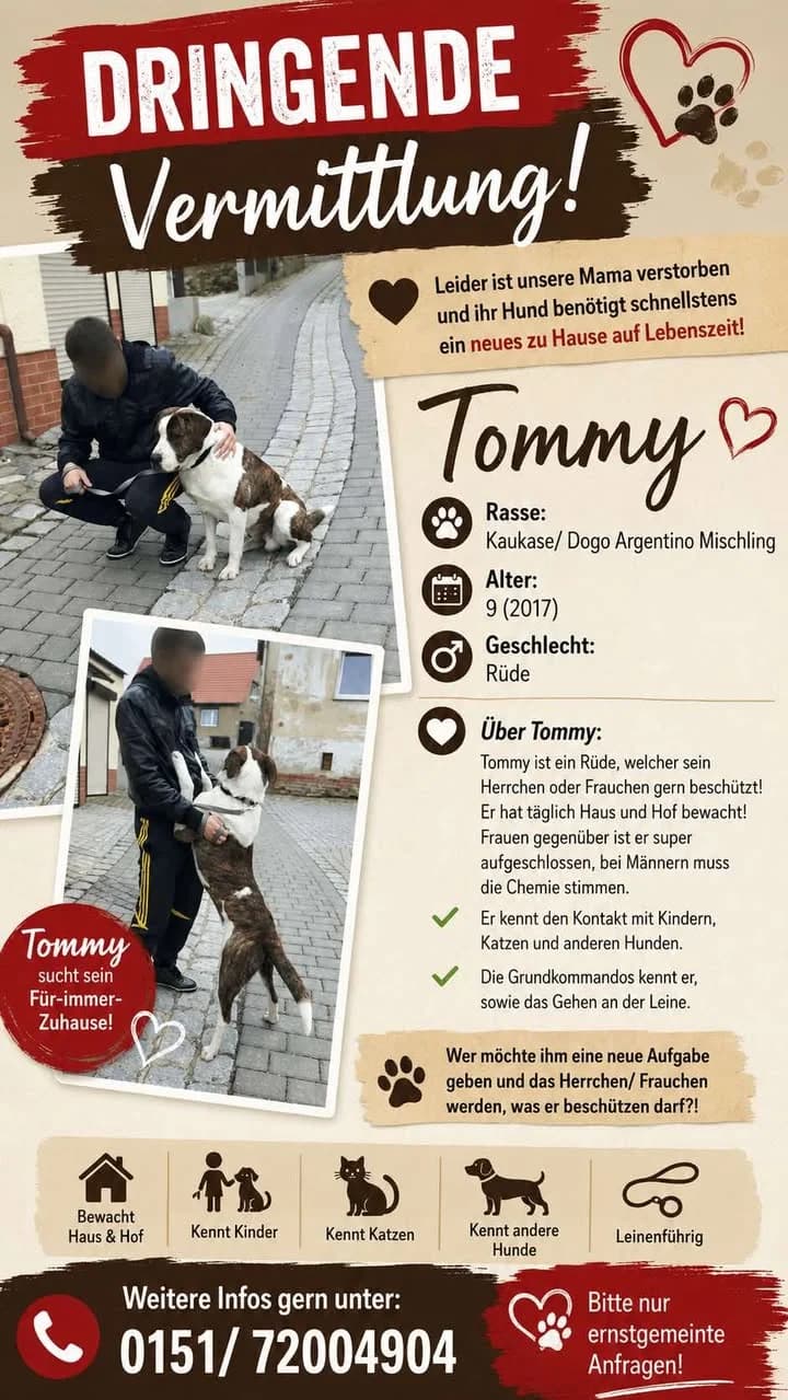 Tommy, male Mixed Breed for adoption at Tierheim Quedlinburg