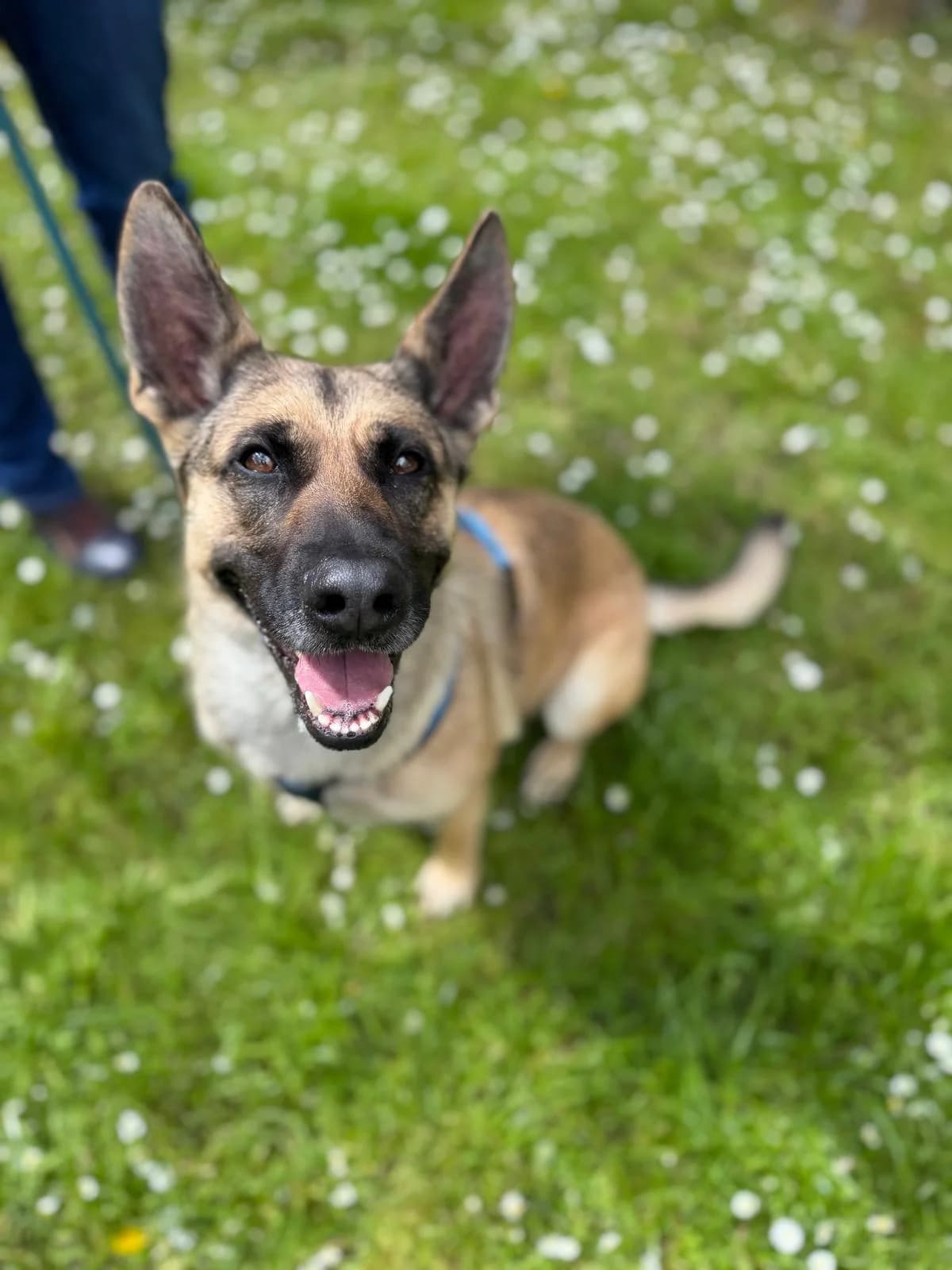 Haily, female senior Mixed Breed for adoption at Tierheim Quedlinburg