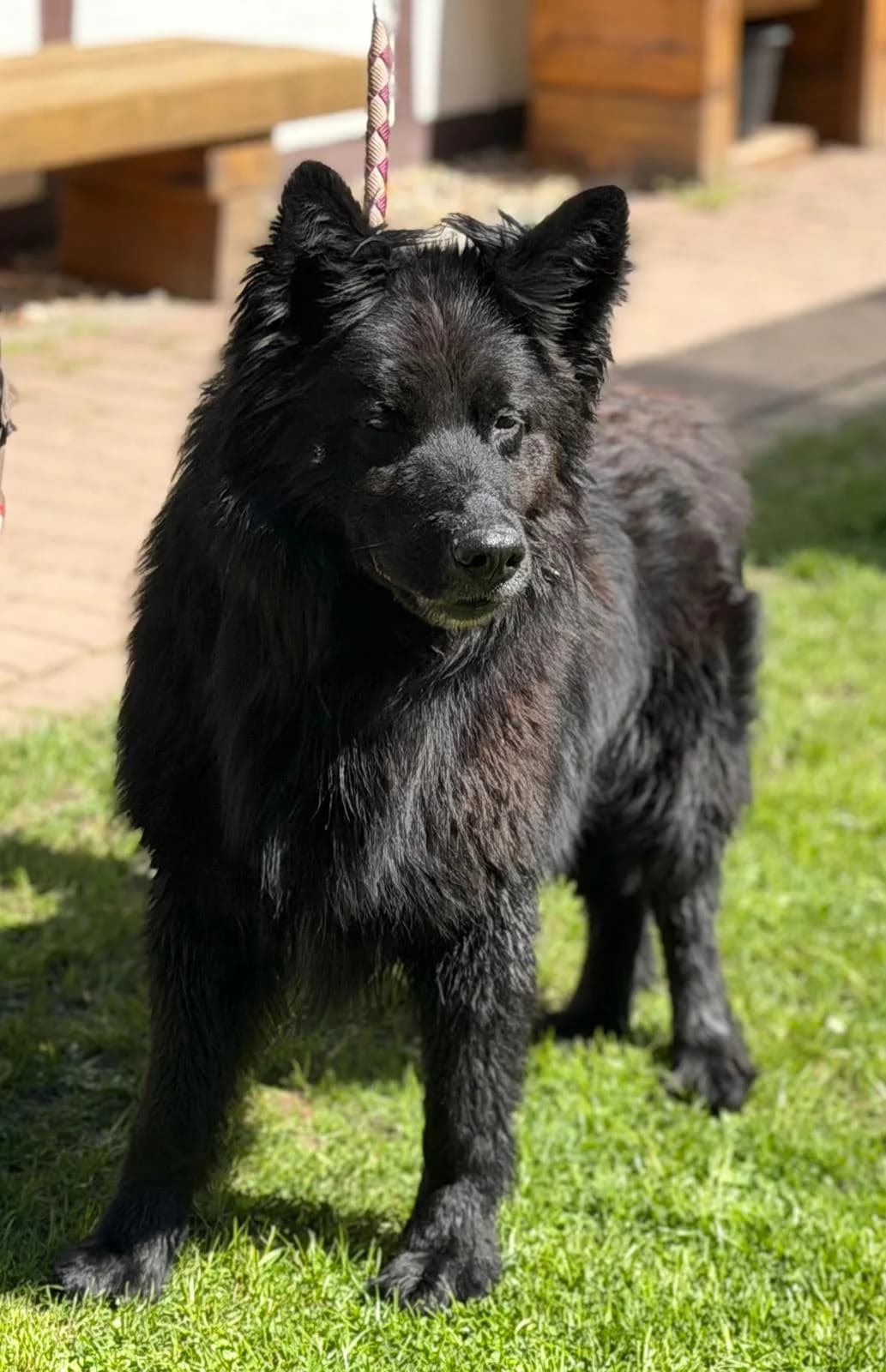 Arko, male senior Mixed Breed for adoption at Tierheim Quedlinburg