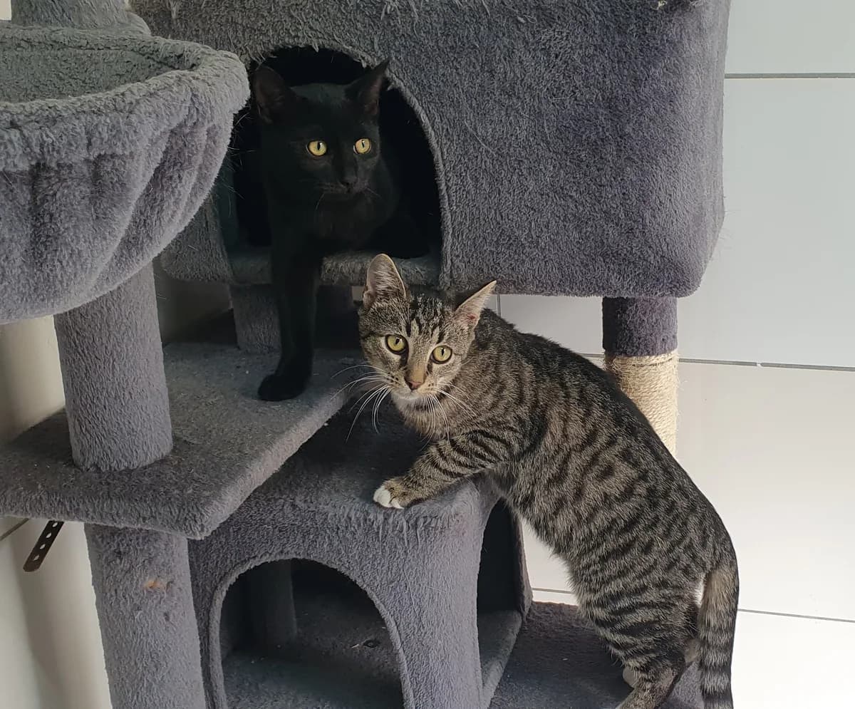 Luke und Leia, grau male Mixed Breed for adoption at Tierheim Quedlinburg