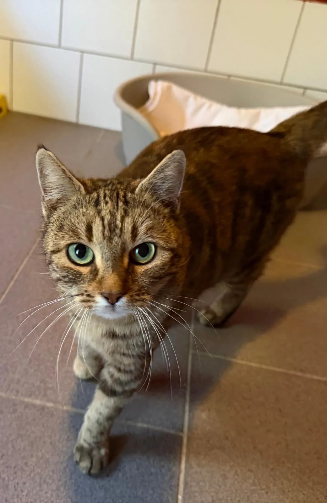 Lilly, 3yo Mixed Breed for adoption at Tierheim Quedlinburg