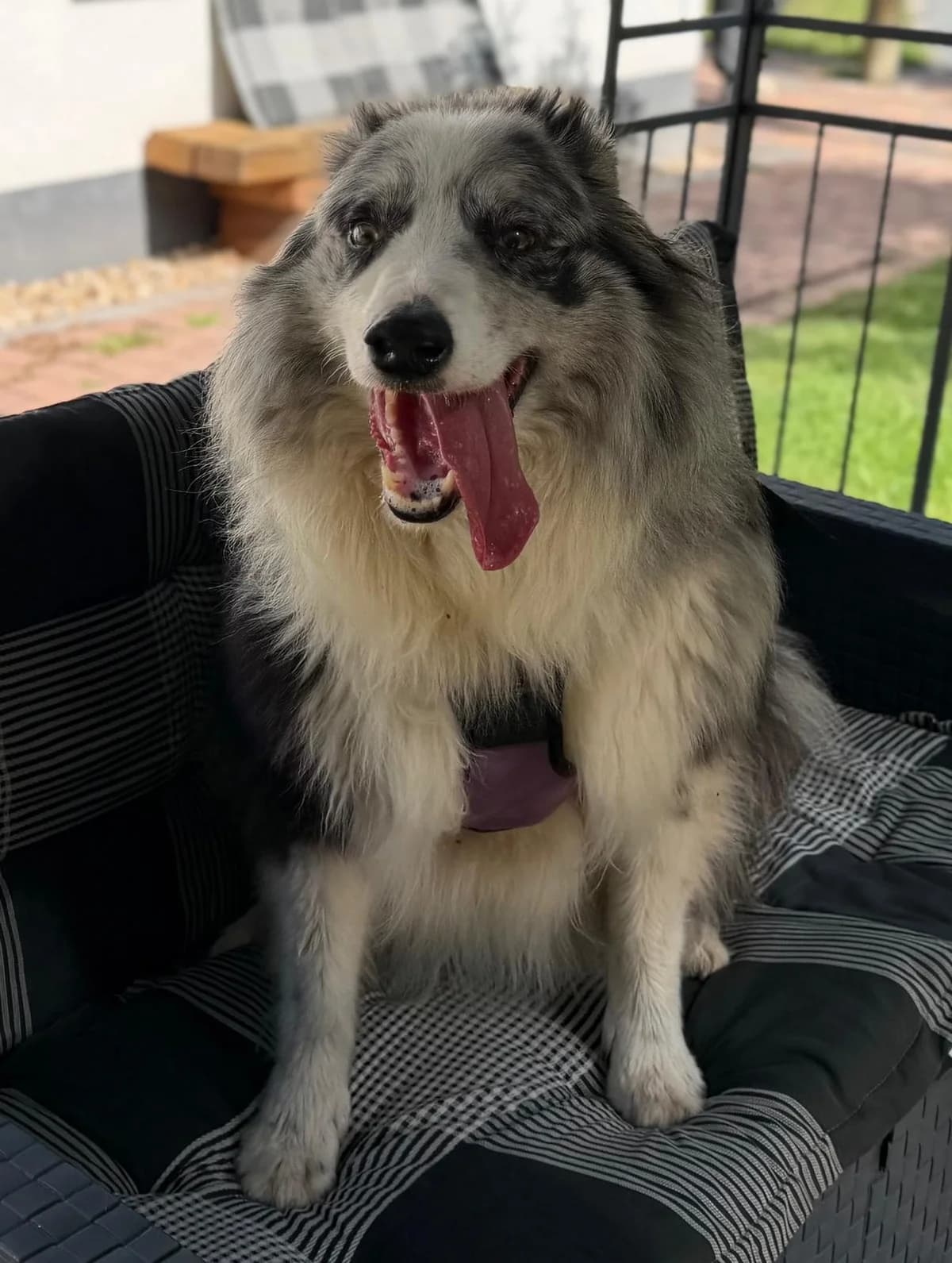 Rain, male senior Mixed Breed for adoption at Tierheim Quedlinburg