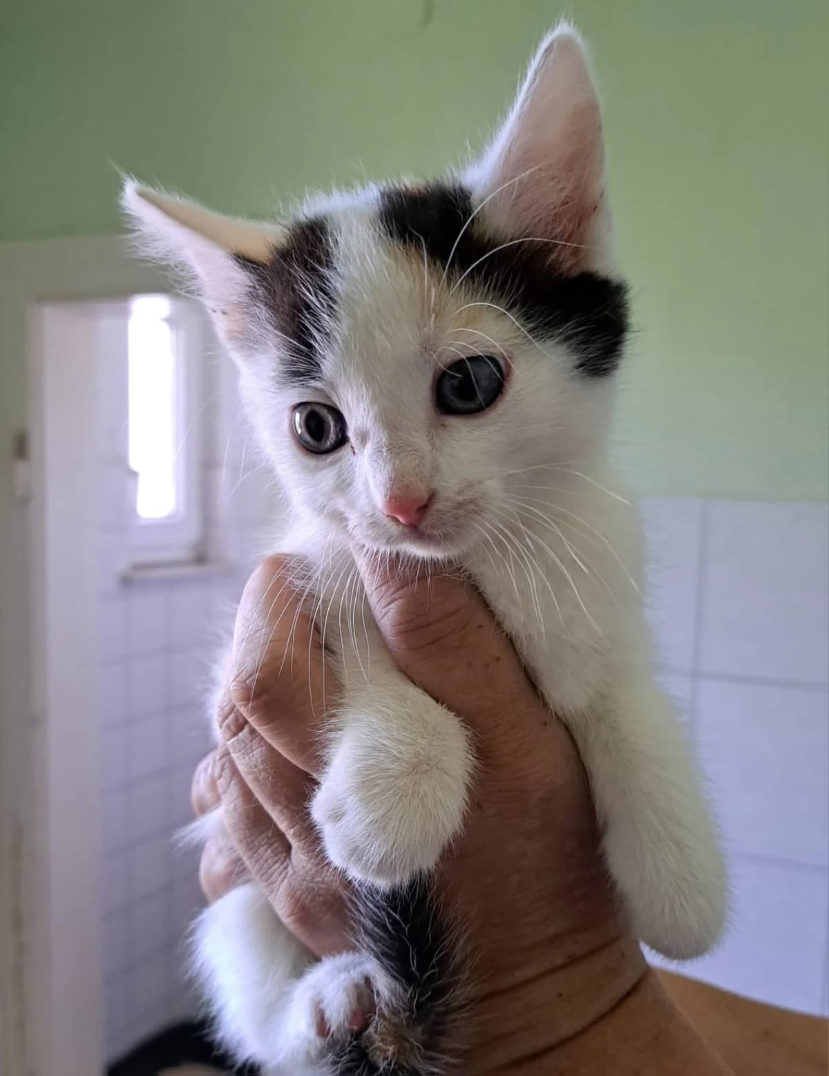 076/25 Daica, female young Mixed Breed for adoption at Tierschutzverein Radeberg, Radeberg