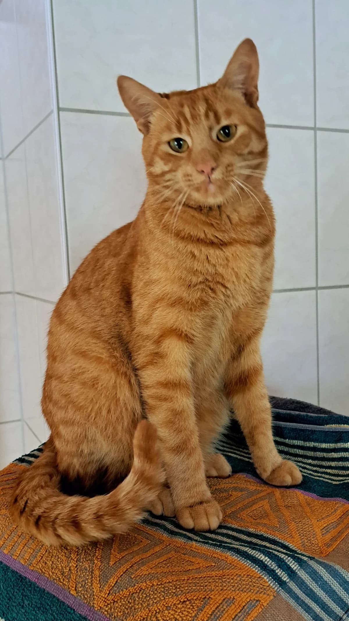 Basti, male young Mixed Breed for adoption at Tierschutzverein Radeberg, Radeberg